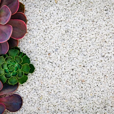 Echeveria,Succulent,Plants,On,White,Gravel,Background,,Top,View,,Close Echeveria,Succulent,Plants,On,White,Gravel,Background,,Top,View,,Close