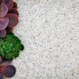 Echeveria,Succulent,Plants,On,White,Gravel,Background,,Top,View,,Close