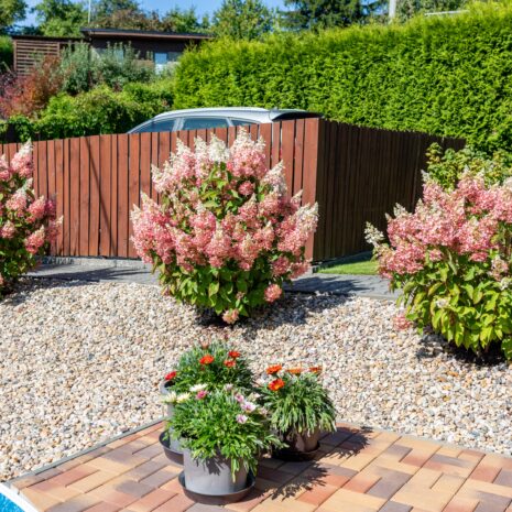 Close,Up,Of,Blooming,Hydrangea,Paniculata,In,Gravel,Garden,With Close,Up,Of,Blooming,Hydrangea,Paniculata,In,Gravel,Garden,With